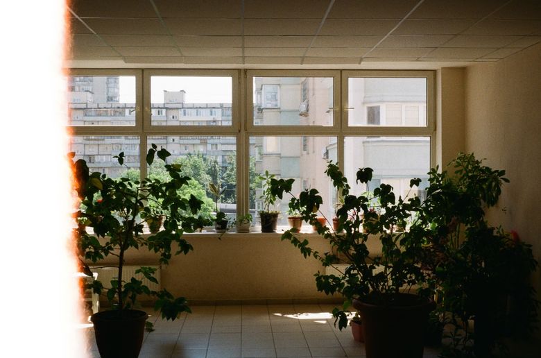 Критерии выбора растений для квартиры с панорамными окнами